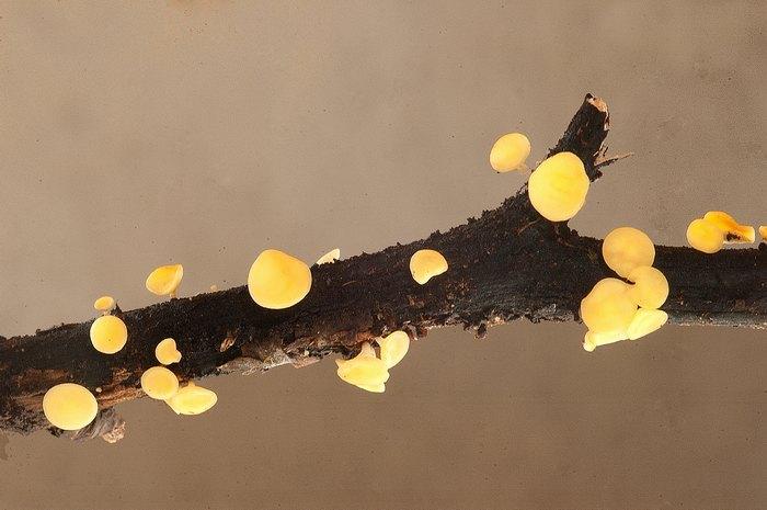 macrostoma
