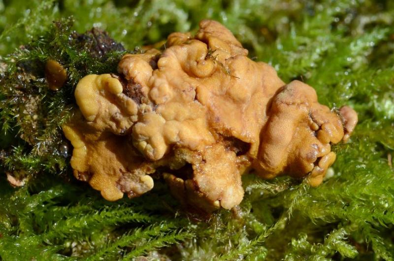macrostoma
