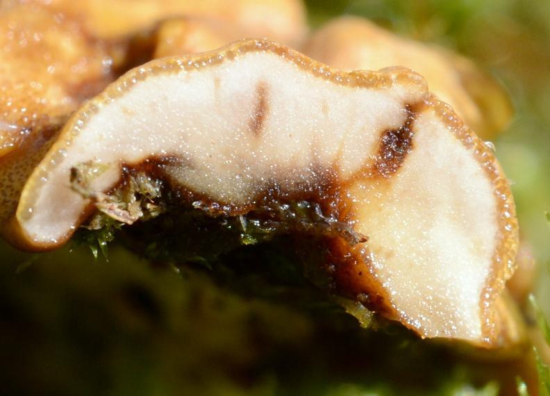 macrostoma