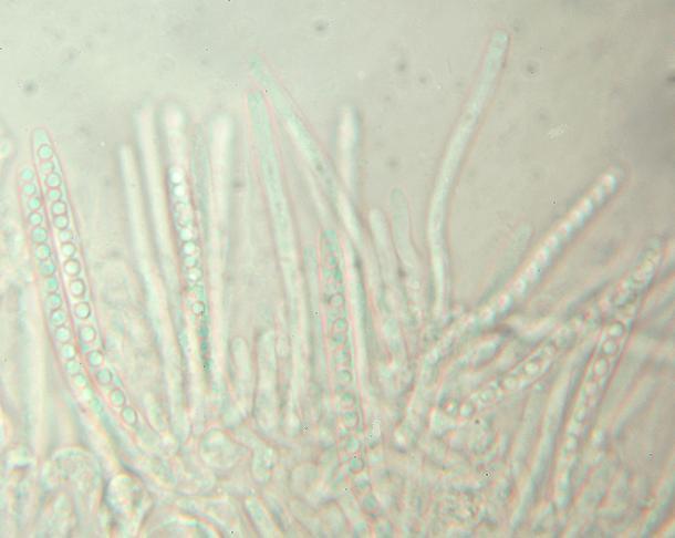 macrostoma