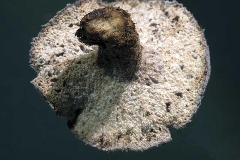 macrostoma