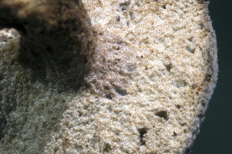 macrostoma