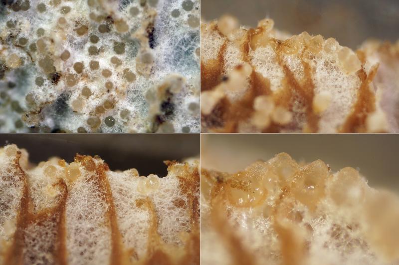 macrostoma