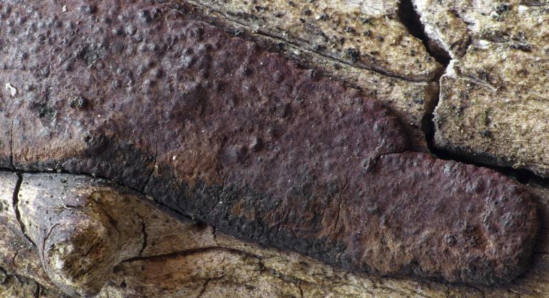 macrostoma