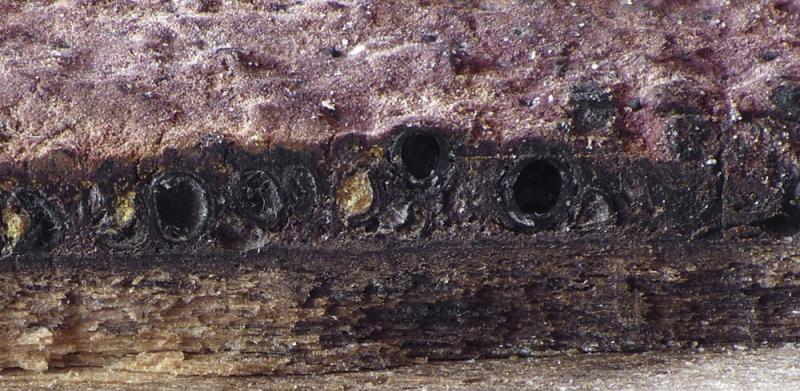 macrostoma