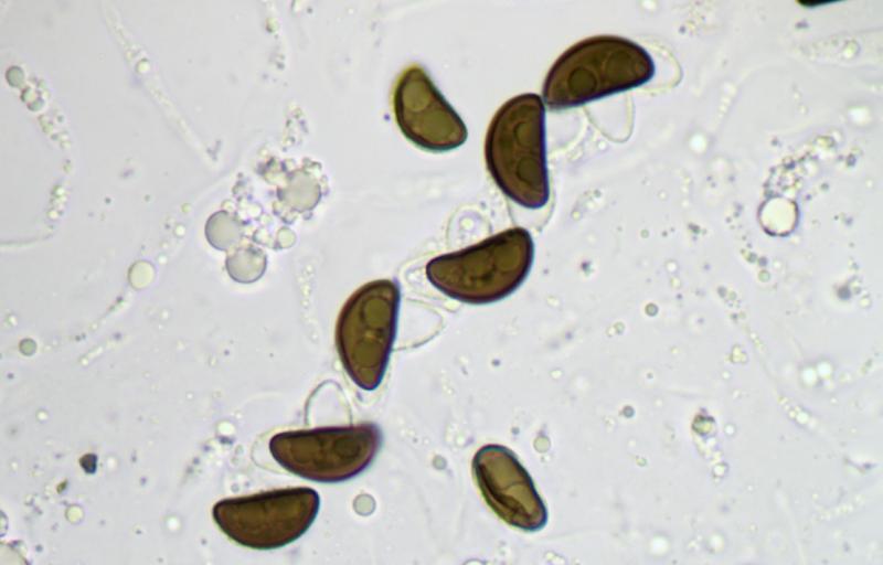 macrostoma