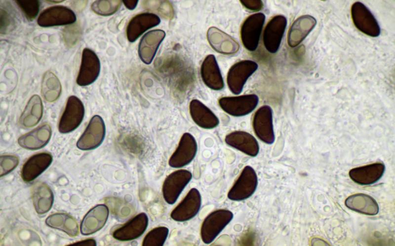 macrostoma
