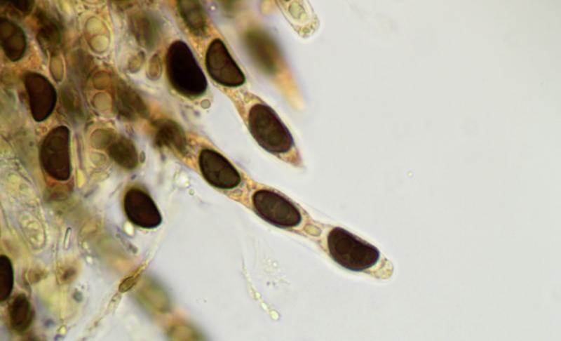 macrostoma