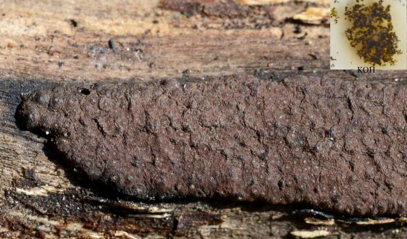 macrostoma