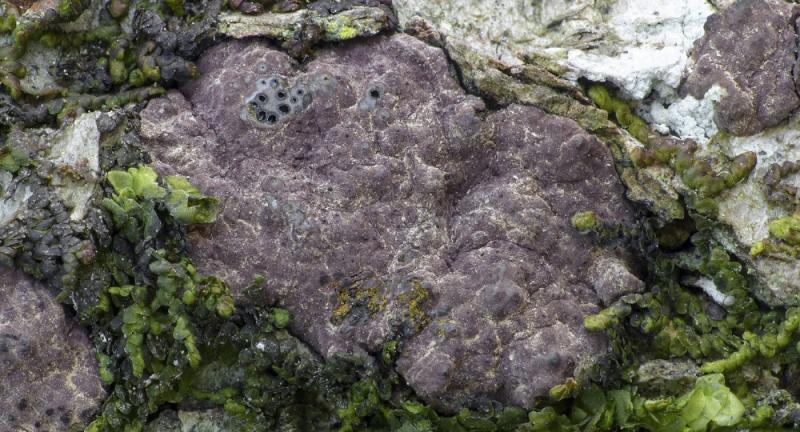 macrostoma
