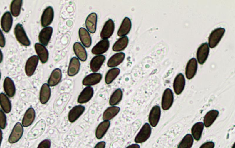 macrostoma