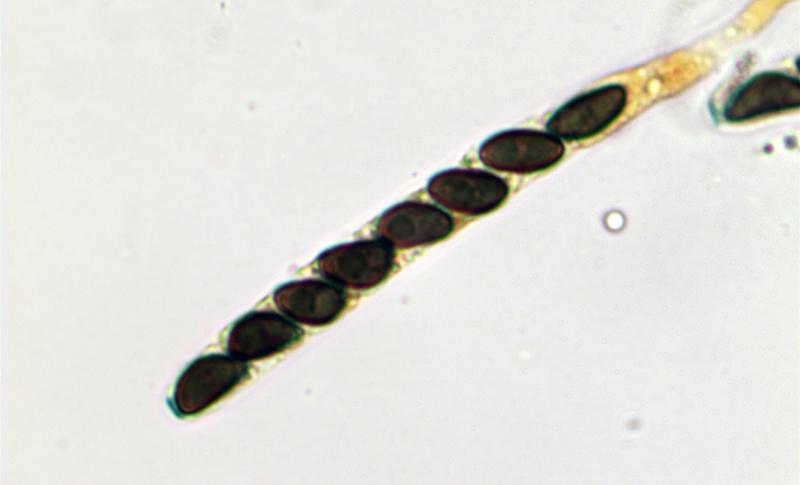 macrostoma