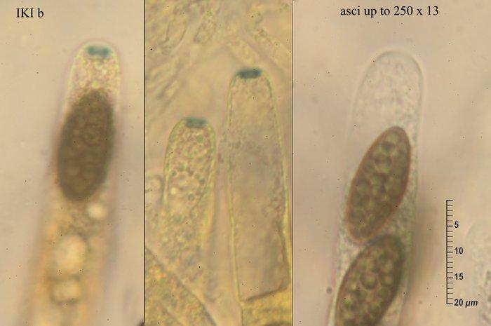 macrostoma