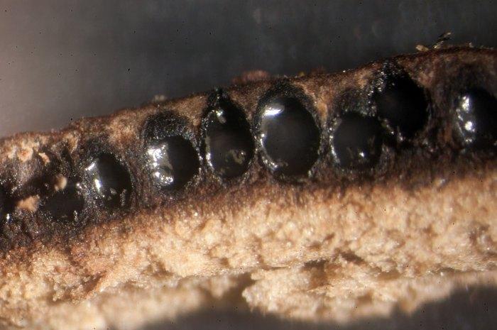 macrostoma