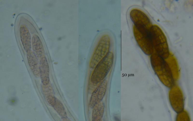 macrostoma
