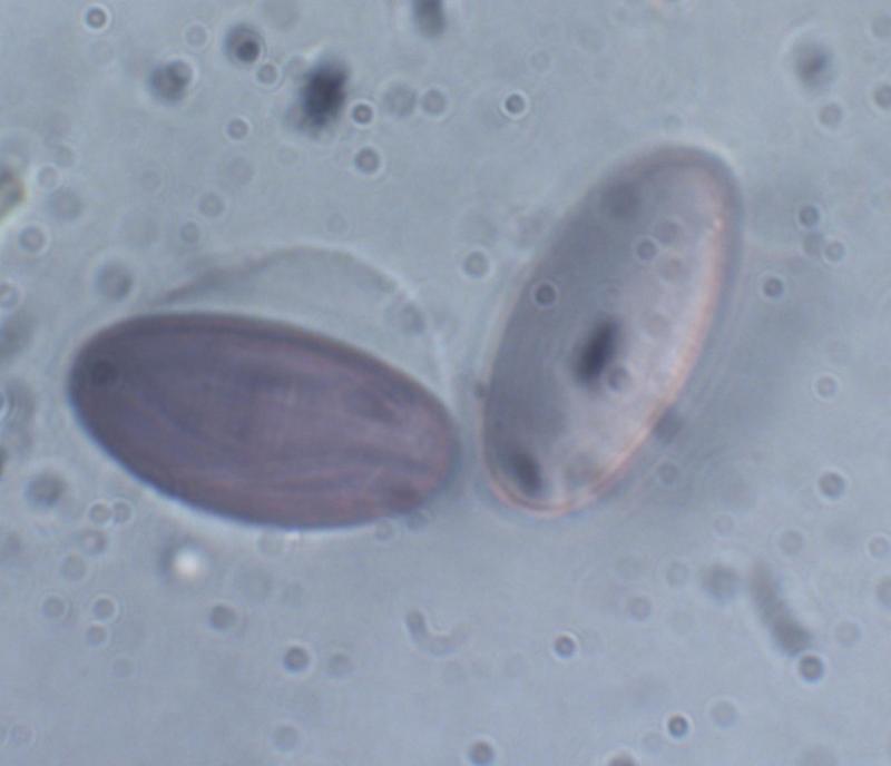 macrostoma