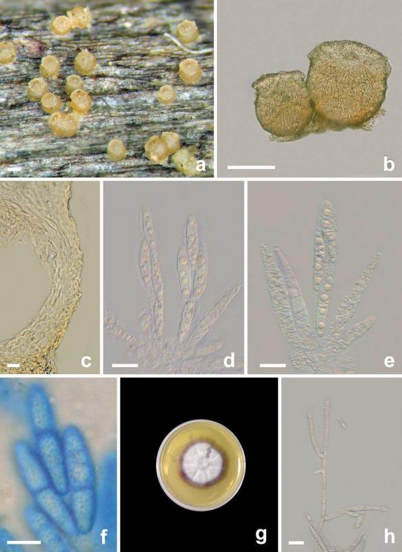 macrostoma