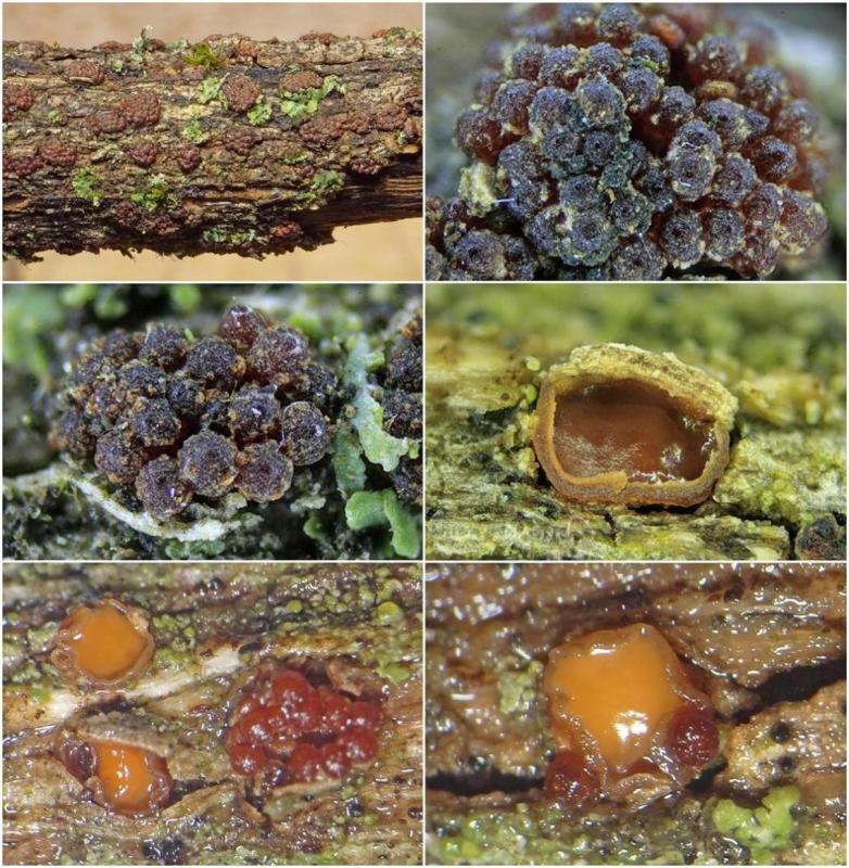 macrostoma