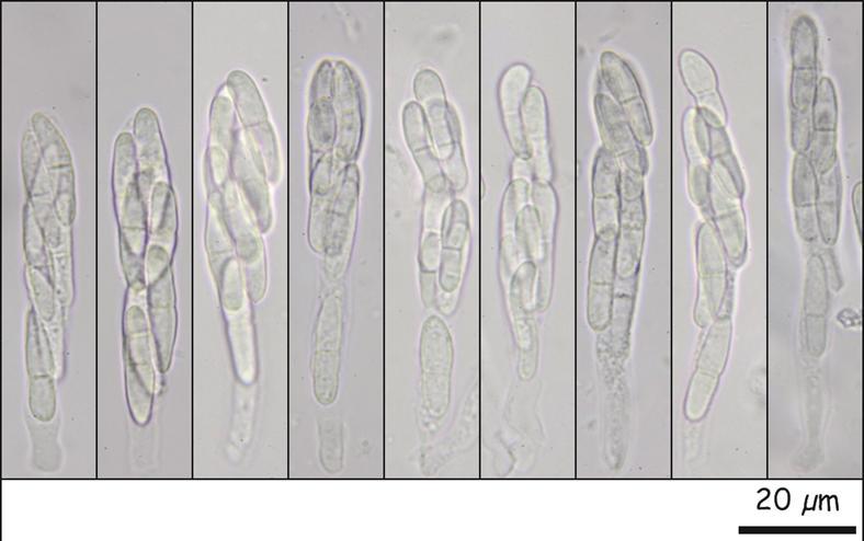 macrostoma