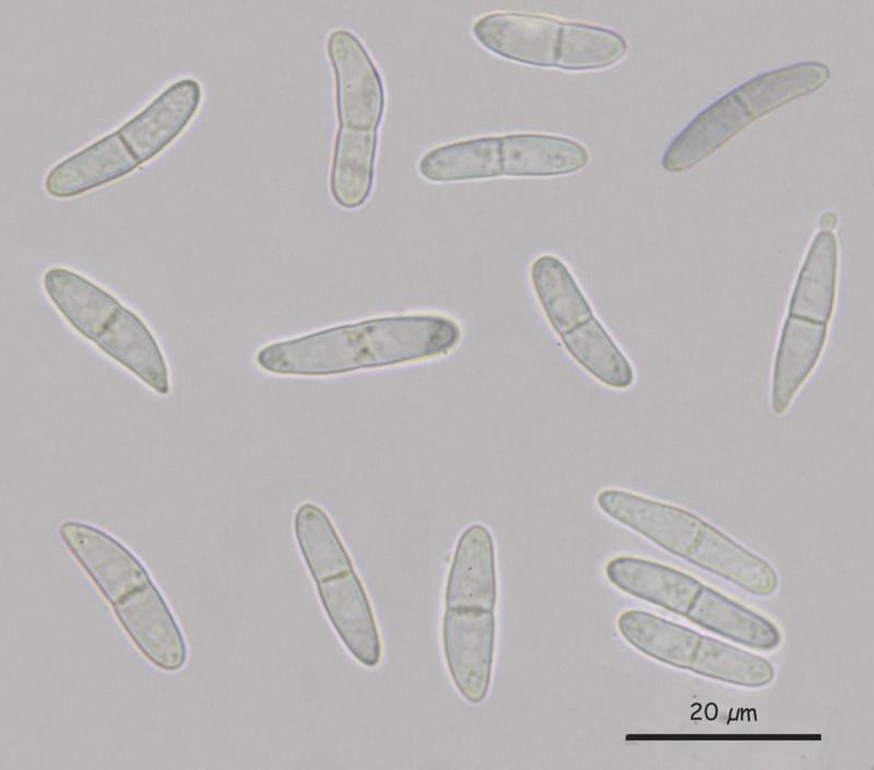 macrostoma