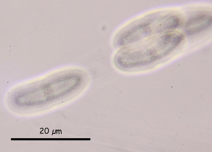 macrostoma