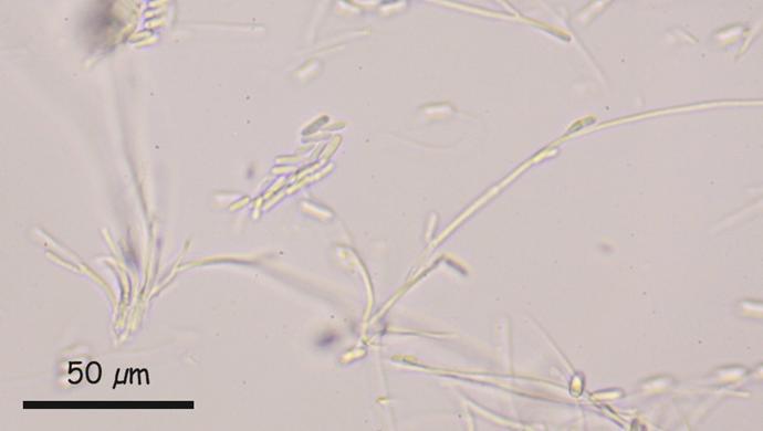 macrostoma