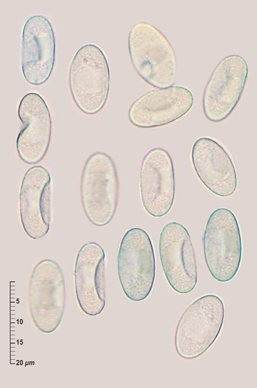 macrostoma