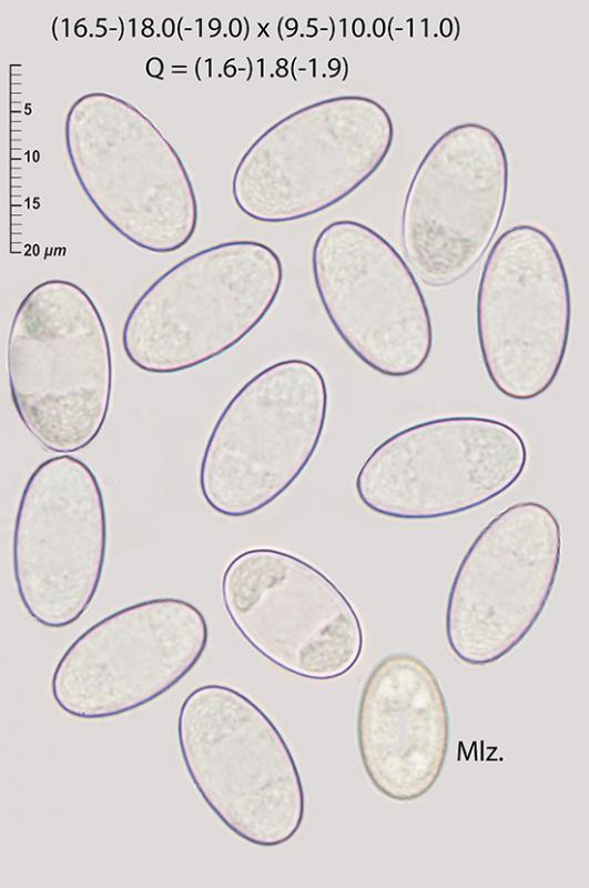 macrostoma