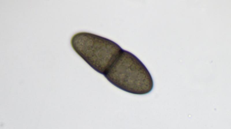 macrostoma