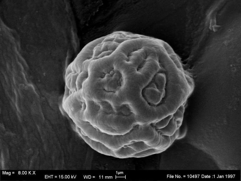 macrostoma