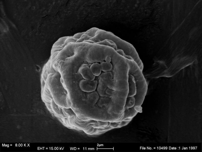 macrostoma