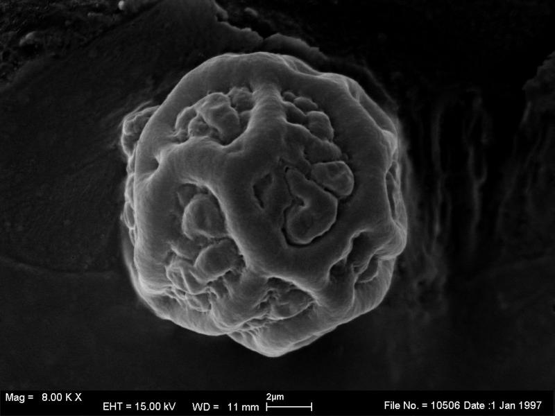 macrostoma