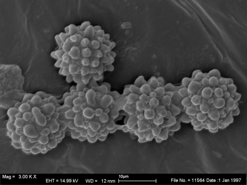 macrostoma