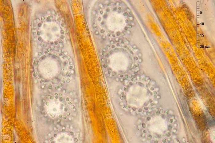 macrostoma