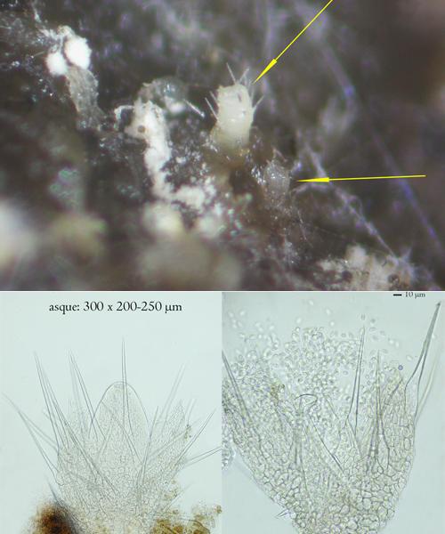 macrostoma