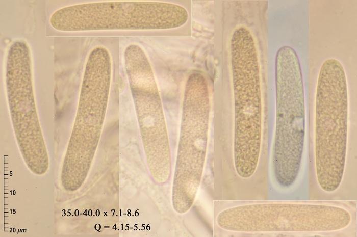 macrostoma