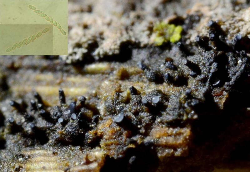 macrostoma