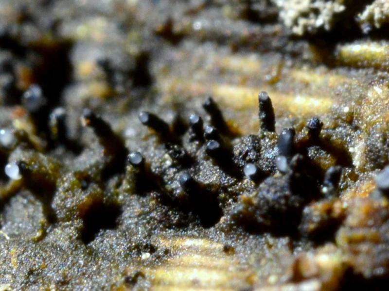 macrostoma