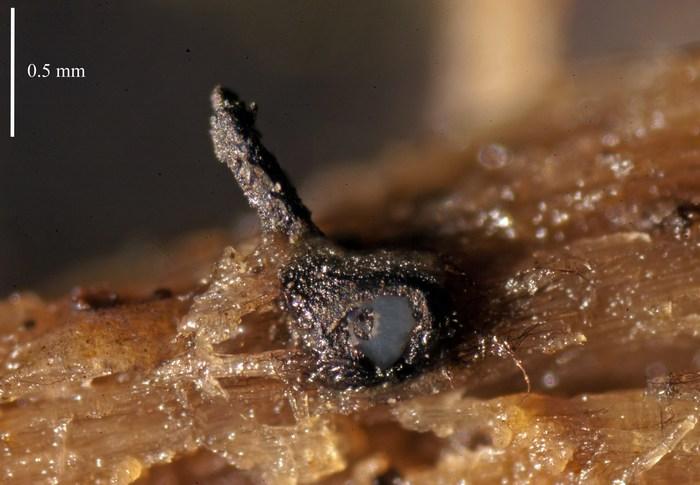 macrostoma