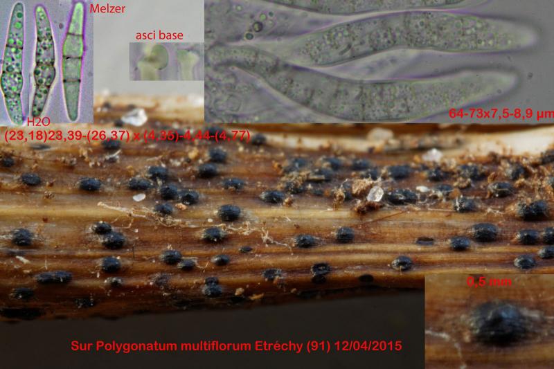 macrostoma