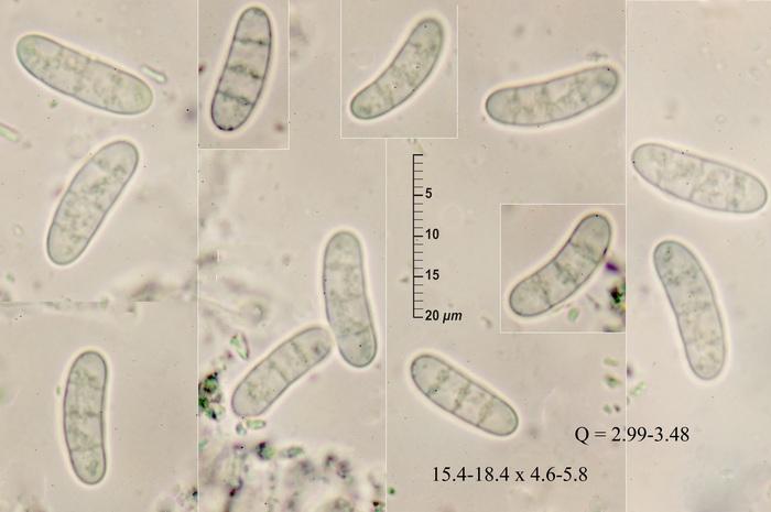 macrostoma