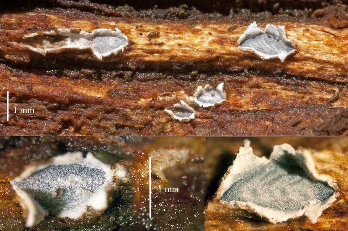 macrostoma