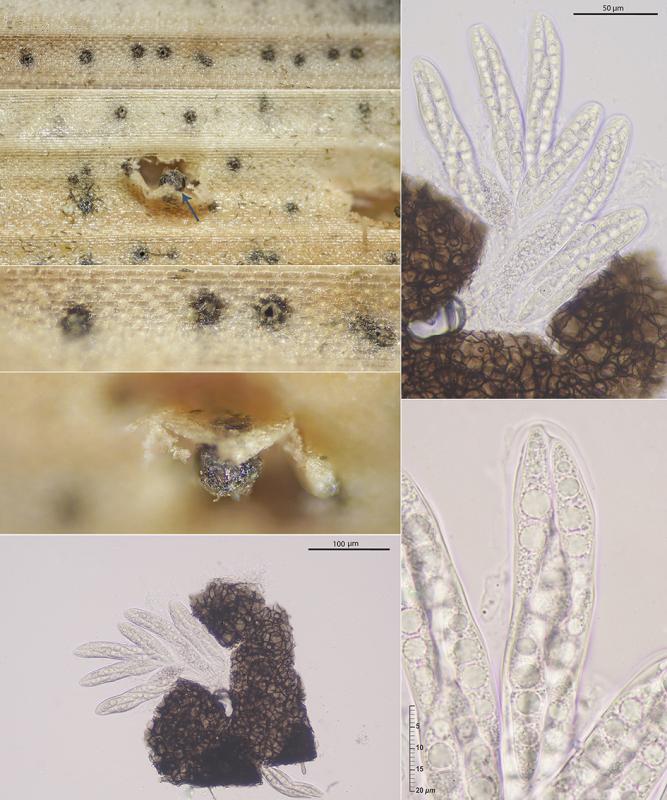 macrostoma