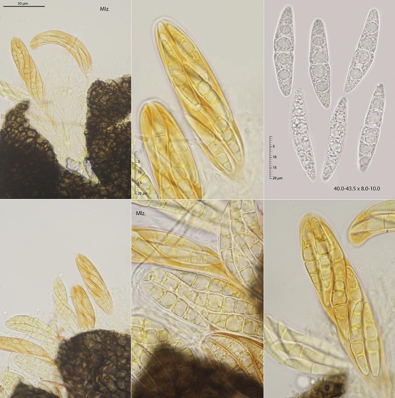 macrostoma