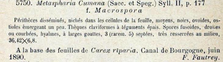 macrostoma