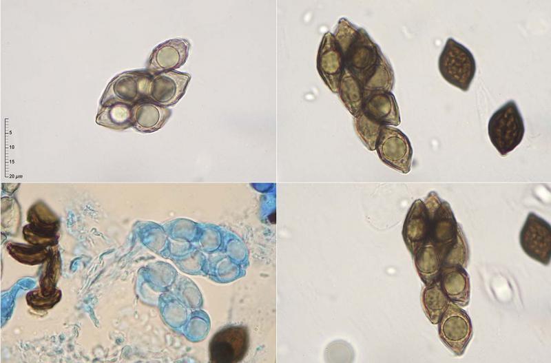 macrostoma