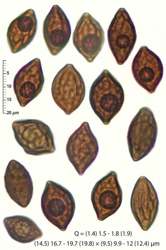macrostoma