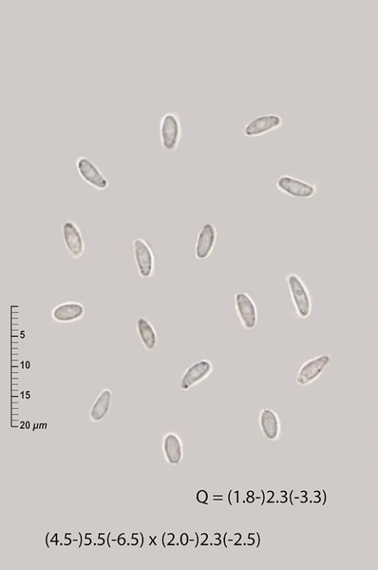 macrostoma