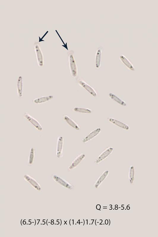 macrostoma