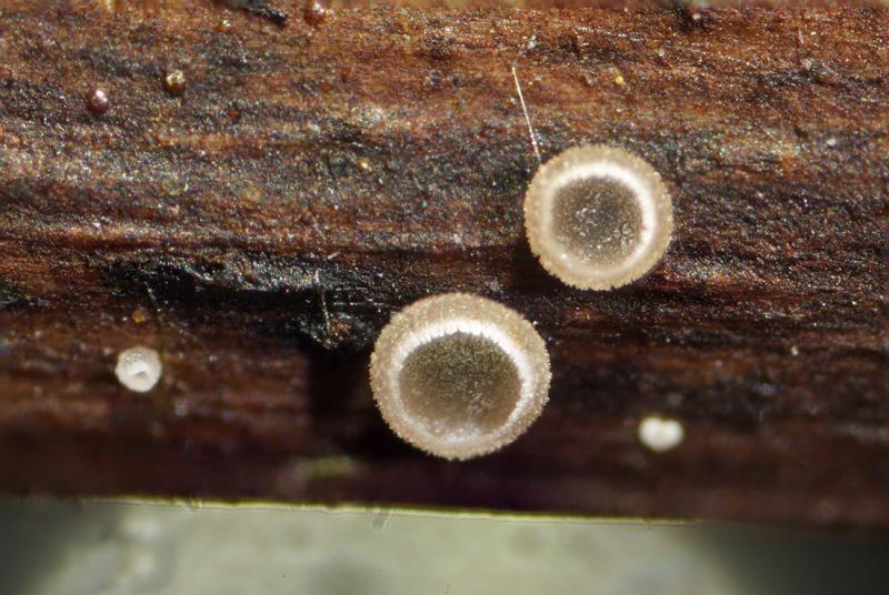 macrostoma
